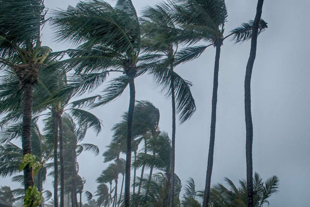 View from below of palm trees swaying in the intense gusts of a Florida storm