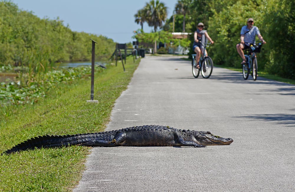 An alligator crosses a path in Everglades National Park
