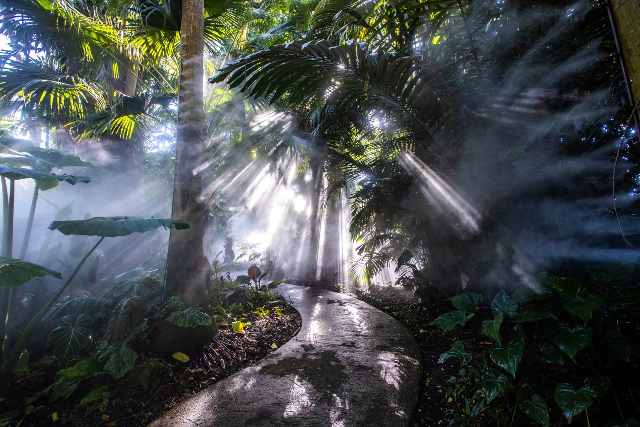 Rainforest at Fairchild Tropical Botanic Garden