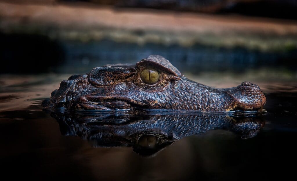 A large crocodile emerges partially from a swamp in the national park