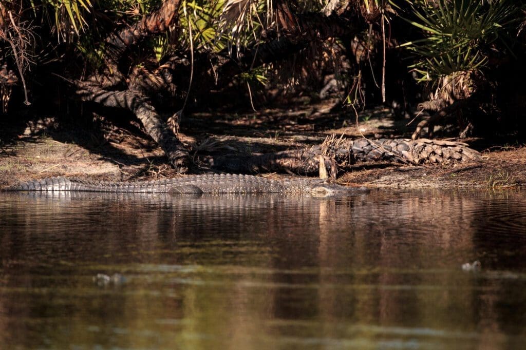 An alligator rests partially submerged in water at the edge of a swamp in Everglades National Park.