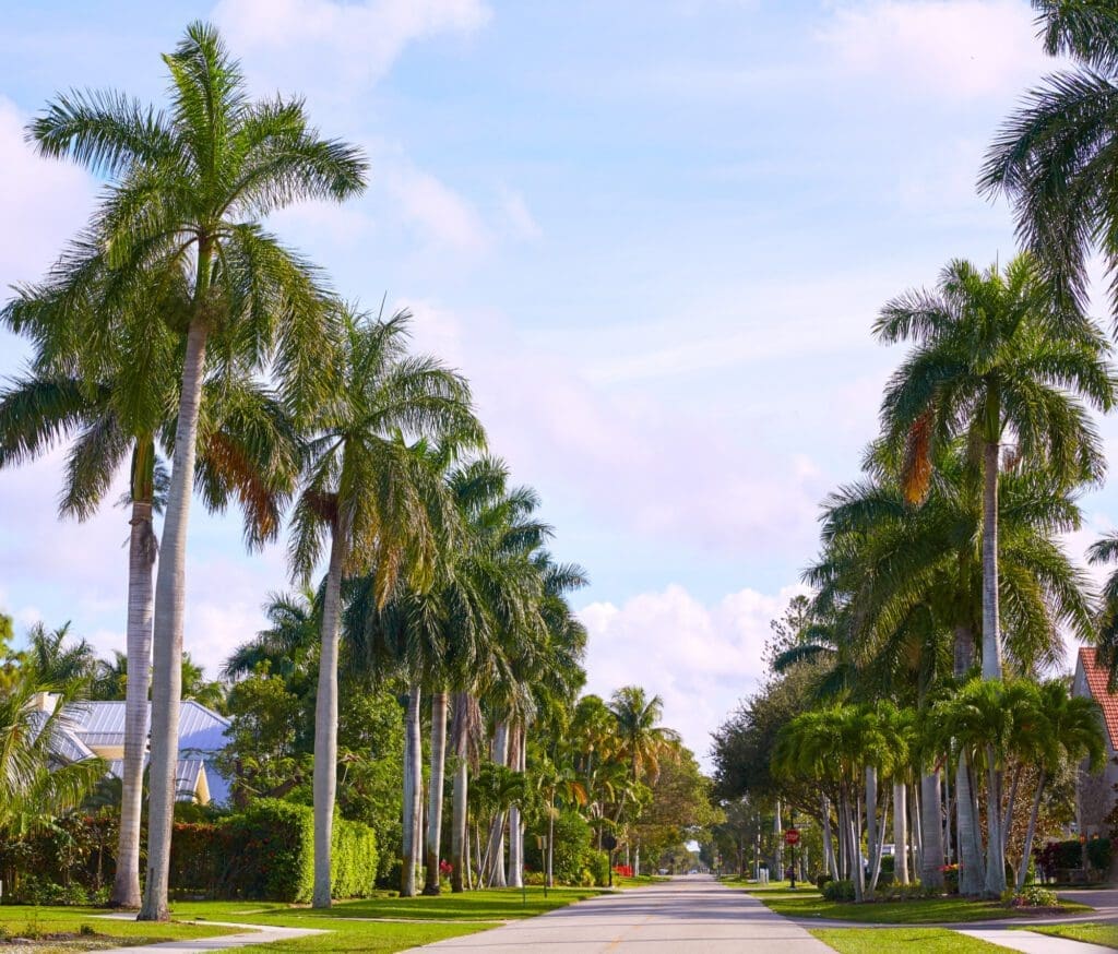 A perspective view of a residential street at Naples Beach, lined with tall palm trees on both sides under a blue sky.