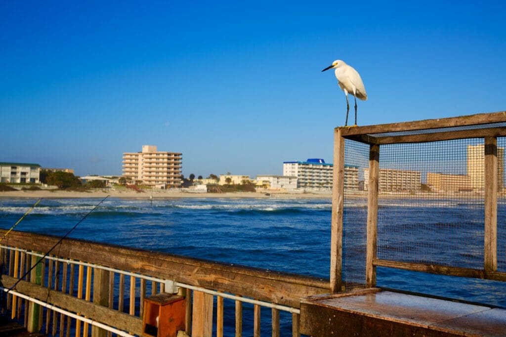 A white egret perches on a wooden structure on the Daytona Beach pier, with the ocean and city skyline in the background.