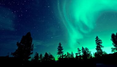 Aurora borealis lighting up the sky above the trees