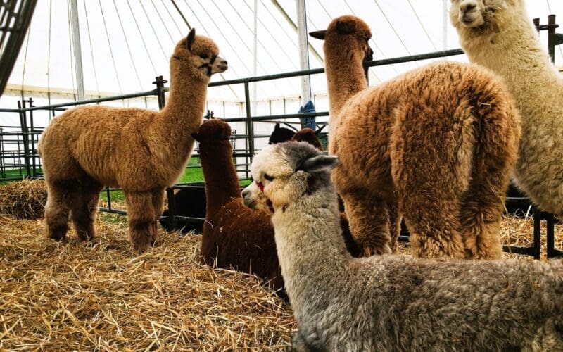 Alpaca Farm in Wyoming