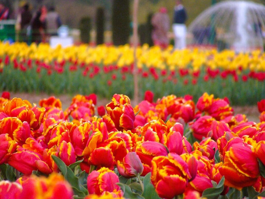 Shots taken of tulips in full bloom at the Tulip Garden in Srinagar, Jammu and Kashmir. By Abdars - Own work, CC BY-SA 3.0, via Wikimedia Commons