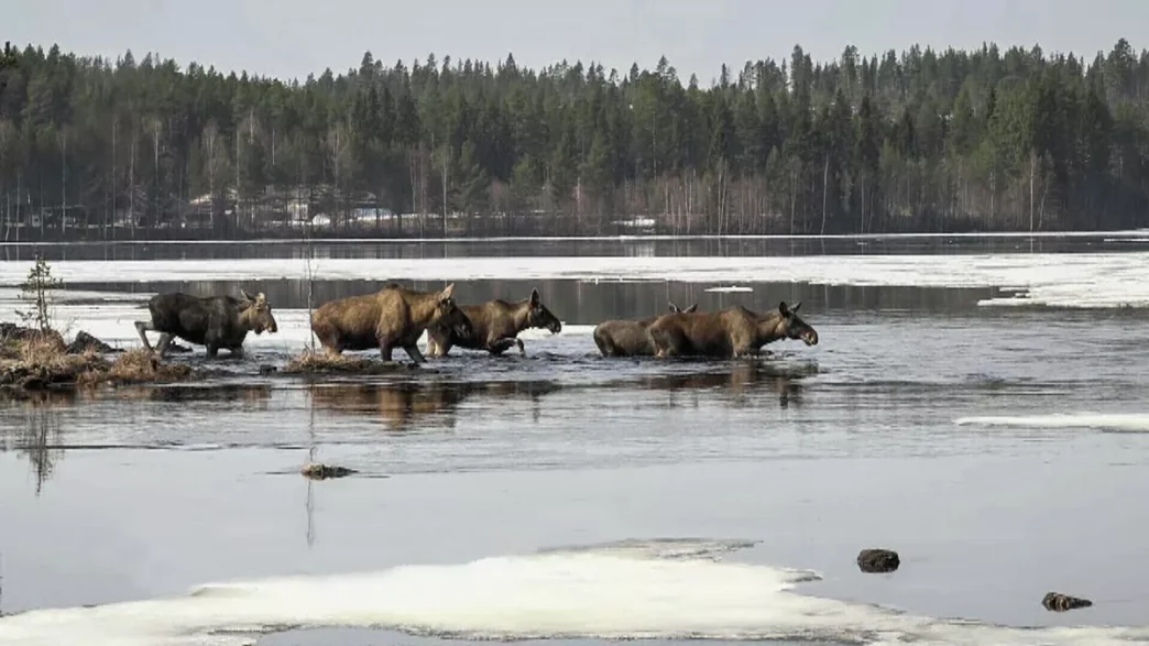The Great Moose Migration