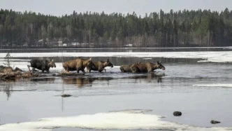 The Great Moose Migration