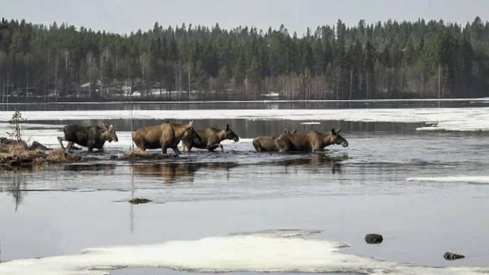 The Great Moose Migration