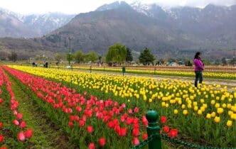 The Indira Gandhi Memorial Tulip Garden in the city of Srinagar in Jammu and Kashmir. By Aman Sachan - This file has been extracted from another file, CC BY-SA 4.0, via Wikimedia Commons