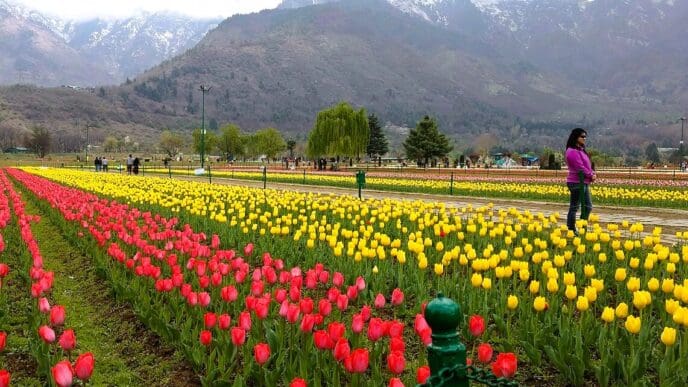 The Indira Gandhi Memorial Tulip Garden in the city of Srinagar in Jammu and Kashmir. By Aman Sachan - This file has been extracted from another file, CC BY-SA 4.0, via Wikimedia Commons