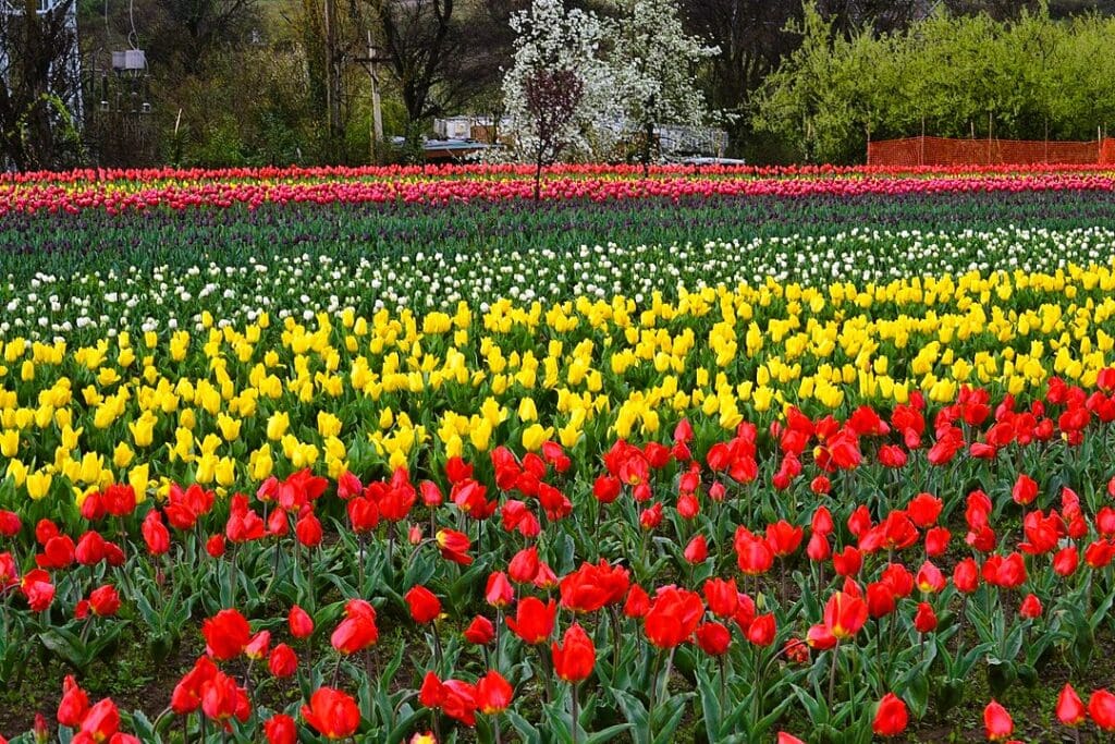 Tulip garden located in Kashmir. By Kevin.abraham335 - Own work, CC BY-SA 4.0, via Wikimedia Commons