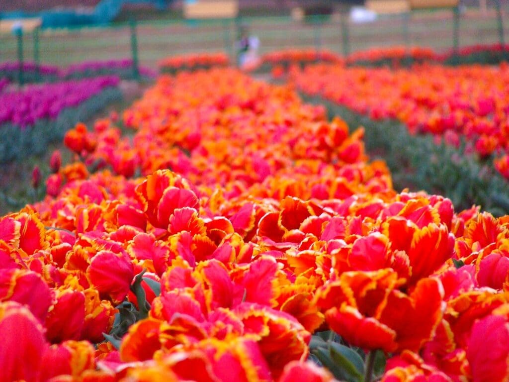 Tulips in full bloom during April 2013 at the Tulip Garden, Srinagar, Jammu and Kashmir. By Abdars - CC BY-SA 3.0, via Wikimedia Commons