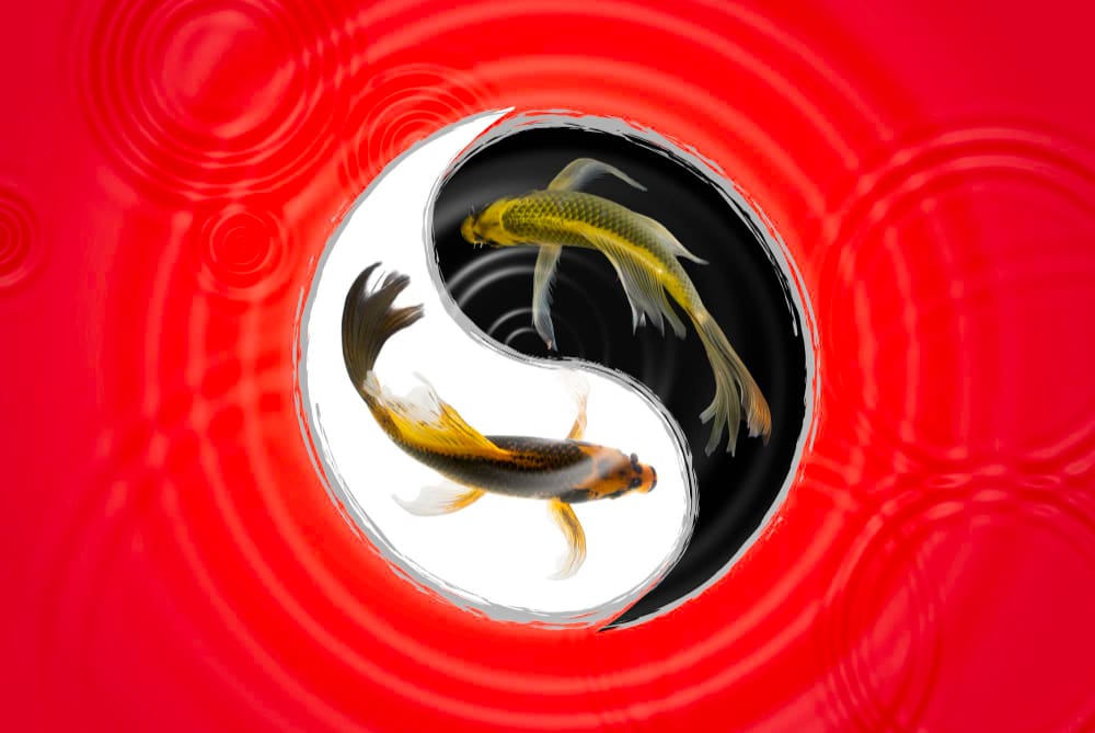 A Yin-Yang symbol with two Koi fish swimming within it, set against a red background with water ripples.