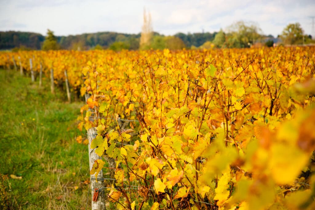Rows of grapevines with vibrant yellow and orange autumn leaves extending into the distance in the Loire Valley, France.