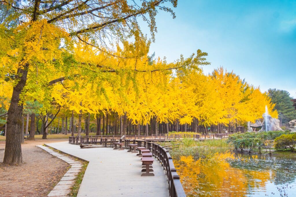 A wooden walkway bordered by a fence and benches leading past a row of brilliant yellow ginkgo trees on Nami Island, South Korea.