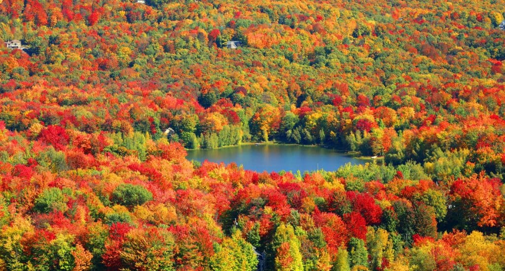An aerial view of a small, tranquil lake nestled within a dense forest displaying brilliant peak autumn foliage.