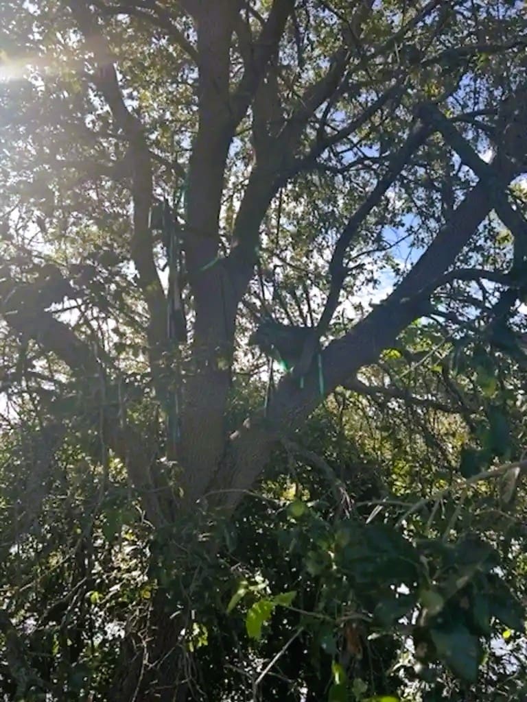 A hunting stand is seen hidden among the branches of a large tree, as identified by the US Secret Service in Florida.