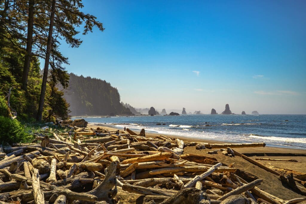 A sunny view of La Push Third Beach, its shore covered in driftwood, with sea stacks in the ocean.