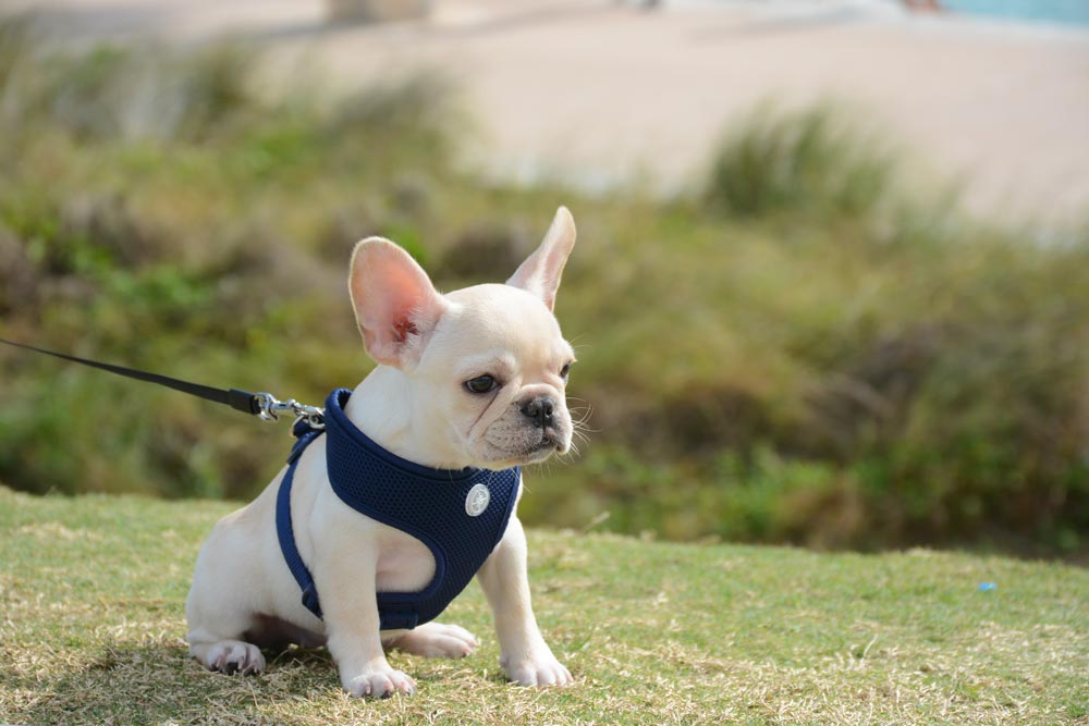 The Best Place for a Walk - With Your Dog - South Pointe Park Pier
